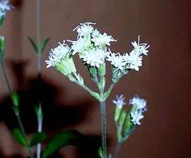 Stevia rebaudiana