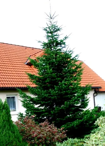 kivágása fenyő