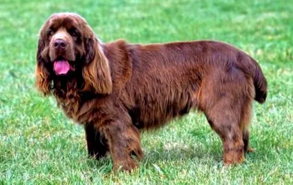 sussex spaniel