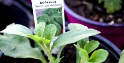 Stevia rebaudiana
