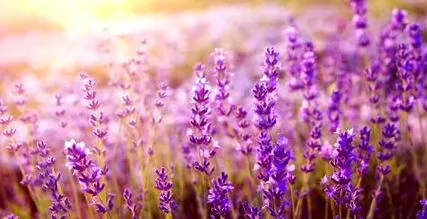 lavender