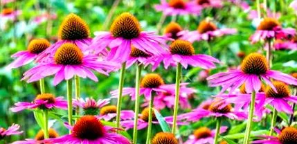 echinacea-val