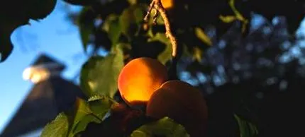 rețetă vară