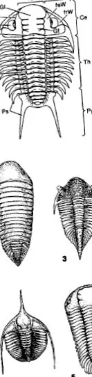 középső ordovikus