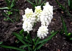 Muscari algén
