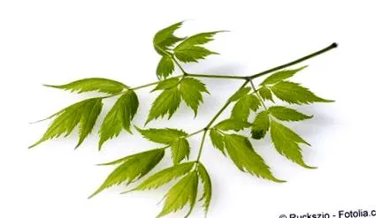 cohosh