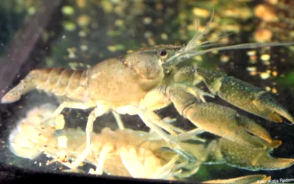 Procambarus vasquezae