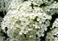 Crataegus oxyacantha