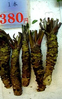 Wasabi германски