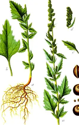 Chenopodium album