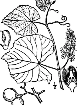 vitis