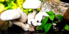 Agaricus bisporus
