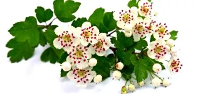 Crataegus anyatinktúra