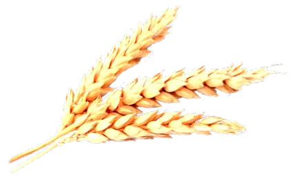 lehet zsemle