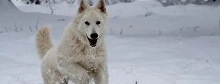 îngrijirea îngrijirea
