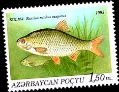 вобла