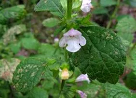 Citrombalzsam Melissa officinalis