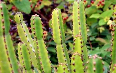 cactus