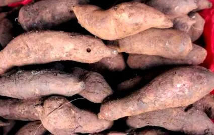 root
