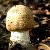 agaricus