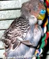 penajului