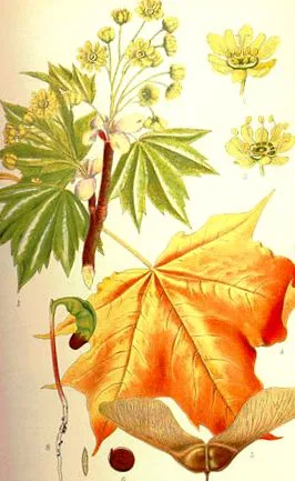 Acer pseudoplatanus