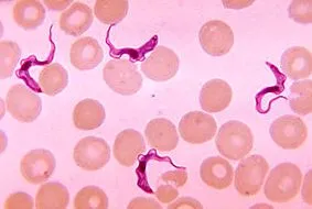 Trypanosoma brucei