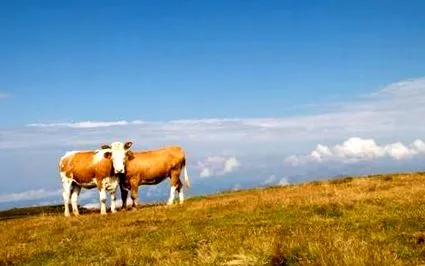 természetes
