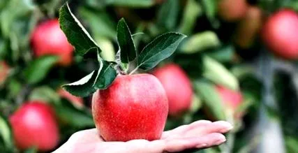 alimentație incredibile