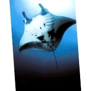 manta manta