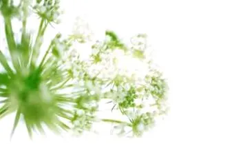 aromaterápia