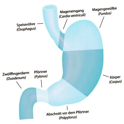 abdominale