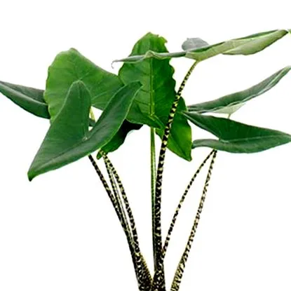 urechii