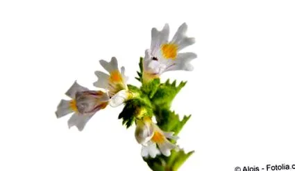rostkovina