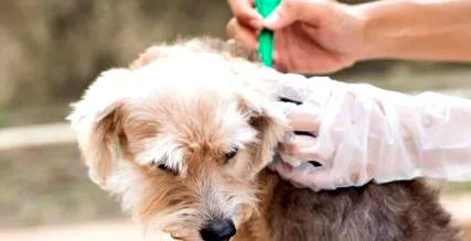 Babesia canis