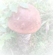 знае оваа