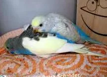 birds