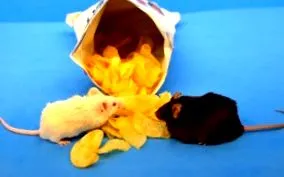 toate