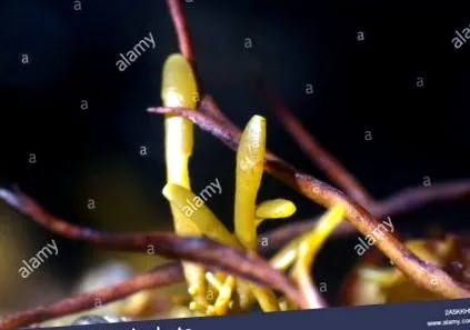 alga