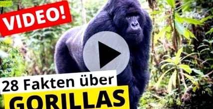 Gorilla Fotó