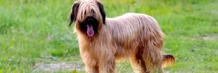Briard este