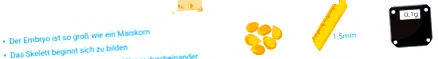 terhesség