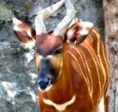 bongo