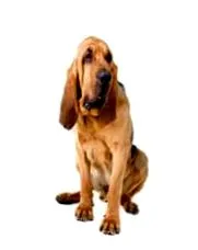 bloodhound