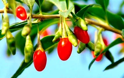 goji