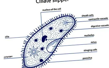 ciliate boli