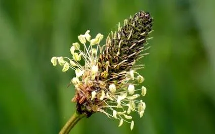 plantă