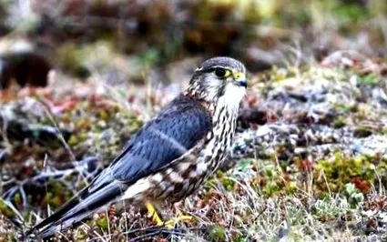 merlin merlin