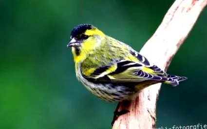 siskin
