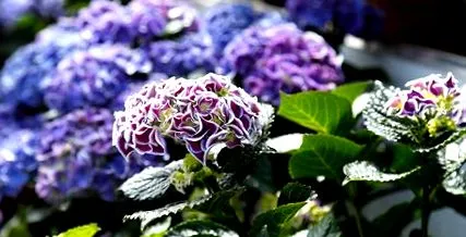 hydrangeas-tól